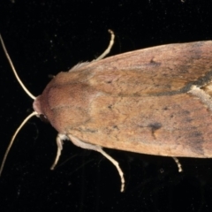 Proteuxoa hypochalchis (Black-bar Noctuid) at Ainslie, ACT - 31 Jan 2020 by jb2602