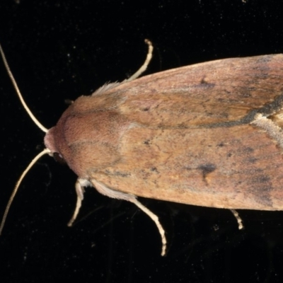 Proteuxoa hypochalchis (Black-bar Noctuid) at Ainslie, ACT - 31 Jan 2020 by jb2602