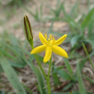 Hypoxis hygrometrica var. villosisepala (Golden Weather-grass) at Mount Painter - 25 Feb 2020 by CathB