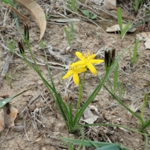 Hypoxis hygrometrica var. villosisepala at Dunlop, ACT - 26 Feb 2020 09:09 AM