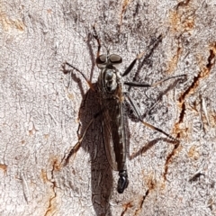 Cerdistus sp. (genus) (Yellow Slender Robber Fly) at Lyneham, ACT - 26 Feb 2020 by trevorpreston