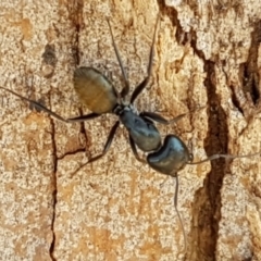 Camponotus aeneopilosus (A Golden-tailed sugar ant) at Sullivans Creek, Lyneham South - 26 Feb 2020 by trevorpreston