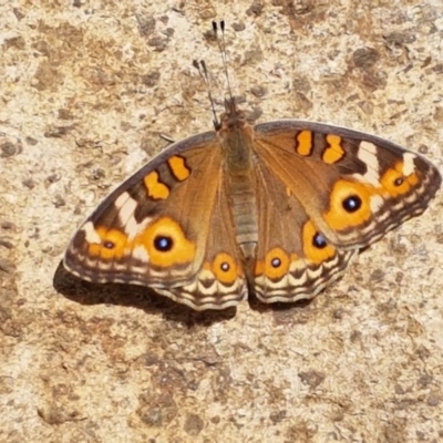 Junonia villida (Meadow Argus) at Sullivans Creek, Lyneham South - 26 Feb 2020 by trevorpreston