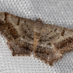 Dissomorphia australiaria (Dashed Geometrid, Ennominae) at Melba, ACT - 9 Feb 2018 by Bron