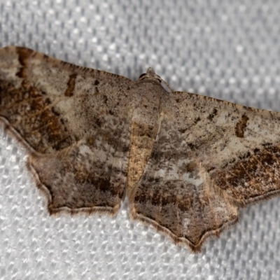 Dissomorphia australiaria (Dashed Geometrid, Ennominae) at Melba, ACT - 8 Feb 2018 by Bron