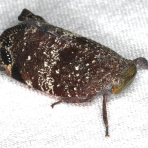 Platybrachys decemmacula at Ainslie, ACT - 31 Jan 2020