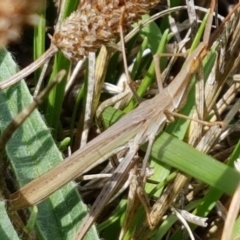 Acrida conica (Giant green slantface) at City Renewal Authority Area - 26 Feb 2020 by trevorpreston