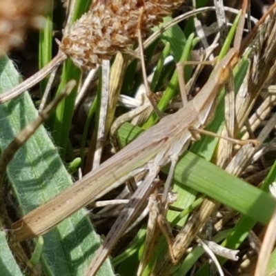 Acrida conica (Giant green slantface) at Sullivans Creek, Lyneham South - 26 Feb 2020 by trevorpreston