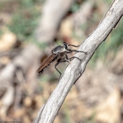 Blepharotes sp. (genus) (A robber fly) at Dunlop, ACT - 27 Feb 2020 by Roger