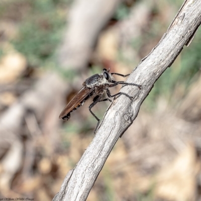 Blepharotes sp. (genus) (A robber fly) at Dunlop, ACT - 26 Feb 2020 by Roger