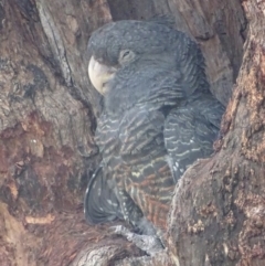 Callocephalon fimbriatum (Gang-gang Cockatoo) at GG52 - 20 Jan 2019 by roymcd