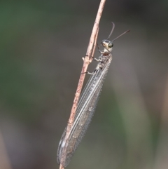 Unidentified Antlion (Myrmeleontidae) at Molonglo River Reserve - 27 Feb 2020 by Roger