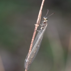 Unidentified Antlion (Myrmeleontidae) (TBC) at Molonglo River Reserve - 26 Feb 2020 by Roger