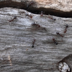 Papyrius nitidus (Shining Coconut Ant) at Majura, ACT - 27 Feb 2020 by SilkeSma