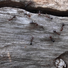 Papyrius nitidus (Shining Coconut Ant) at Majura, ACT - 26 Feb 2020 by SilkeSma