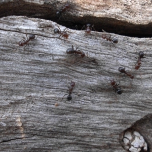 Papyrius nitidus at Majura, ACT - 27 Feb 2020