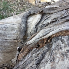 Papyrius nitidus at Majura, ACT - 27 Feb 2020