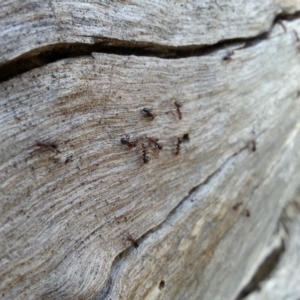 Papyrius nitidus at Majura, ACT - 27 Feb 2020