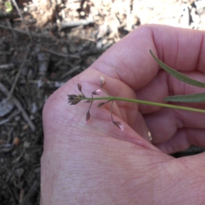 Grona varians (Slender Tick-Trefoil) at Majura, ACT - 27 Feb 2020 by SilkeSma