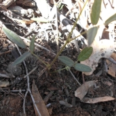 Grona varians at Majura, ACT - 27 Feb 2020