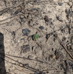 Unverified Wattle at Wingello, NSW - 25 Feb 2020 by Margot