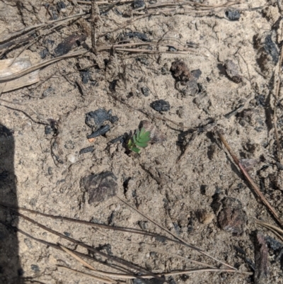 Unverified Wattle at Wingello, NSW - 25 Feb 2020 by Margot