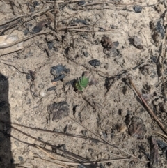 Unidentified Wattle (TBC) at Wingecarribee Local Government Area - 25 Feb 2020 by Margot