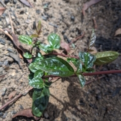 Unidentified Plant (TBC) at Wingecarribee Local Government Area - 25 Feb 2020 by Margot