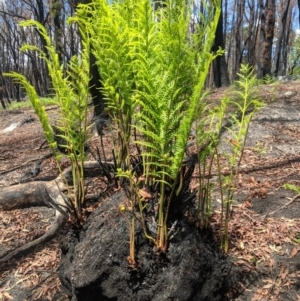 Todea barbara at Wingello, NSW - suppressed