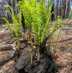 Todea barbara (King fern) at Wingello, NSW - 25 Feb 2020 by Margot