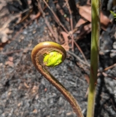 Todea barbara at Wingello, NSW - suppressed