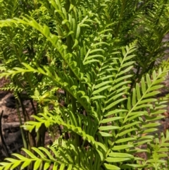 Todea barbara at Wingello, NSW - suppressed