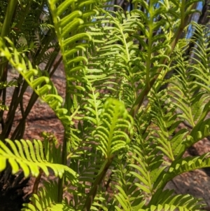 Todea barbara at Wingello, NSW - suppressed
