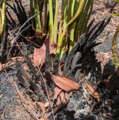 Todea barbara at Wingello, NSW - suppressed