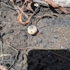 Unverified Fungus at Wingello, NSW - 25 Feb 2020 by Margot