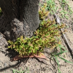 Leptospermum sp. (Tea Tree) at Wingello - 25 Feb 2020 by Margot