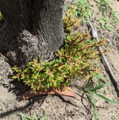Leptospermum sp. (Tea Tree) at Wingello - 25 Feb 2020 by Margot