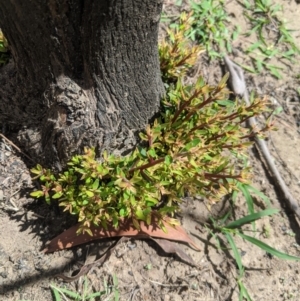 Leptospermum sp. at Wingello, NSW - 25 Feb 2020