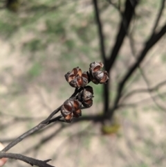 Leptospermum sp. at Wingello, NSW - 25 Feb 2020 12:42 PM