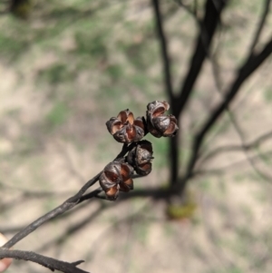 Leptospermum sp. at Wingello, NSW - 25 Feb 2020 12:42 PM