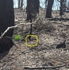 Tachyglossus aculeatus (Short-beaked Echidna) at Wingello - 25 Feb 2020 by Margot