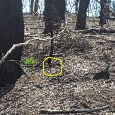 Tachyglossus aculeatus (Short-beaked Echidna) at Wingecarribee Local Government Area - 25 Feb 2020 by Margot