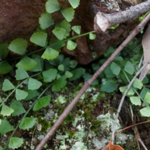 Asplenium flabellifolium at Hackett, ACT - 30 Mar 2014 01:18 PM