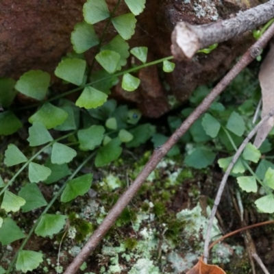 Asplenium flabellifolium (Necklace Fern) at Hackett, ACT - 30 Mar 2014 by AaronClausen