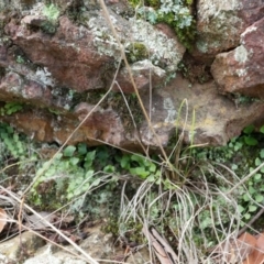 Asplenium flabellifolium at Hackett, ACT - 30 Mar 2014 01:18 PM