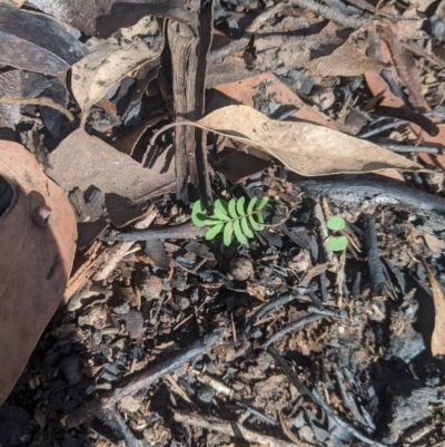 Unidentified Wattle at Penrose - 25 Feb 2020 by Margot