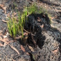 Unidentified Plant at Wingecarribee Local Government Area - 24 Feb 2020 by Margot