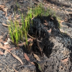 Unidentified Plant at Penrose, NSW - 24 Feb 2020 by Margot