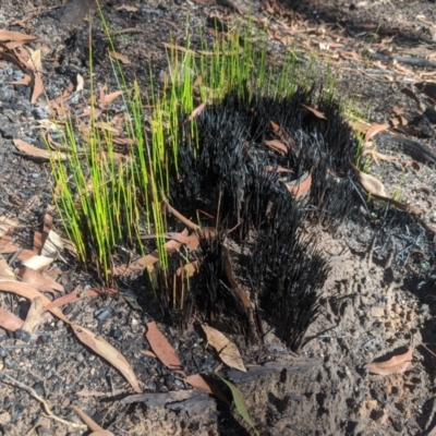 Unidentified Plant at Penrose, NSW - 24 Feb 2020 by Margot