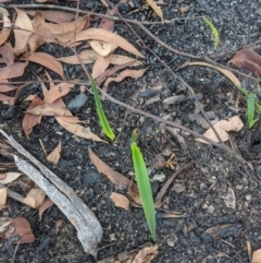 Unidentified Lily or Iris at Penrose - 25 Feb 2020 by Margot